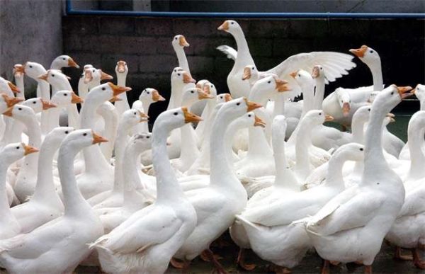 养500只鹅需多少投资