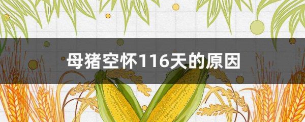 母猪空怀116天的原因？