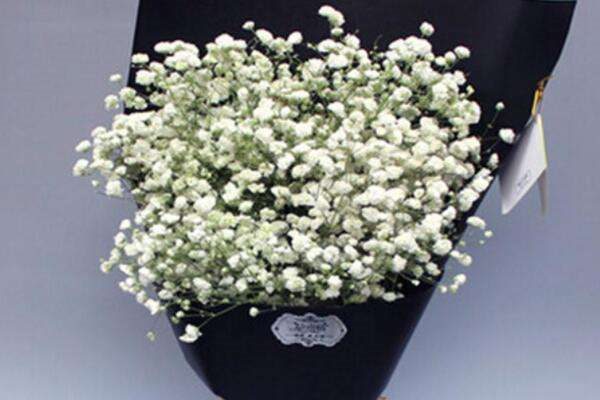 满天星送恋人可以吗