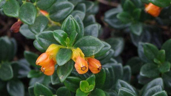 金鱼吊兰为什么掉花苞