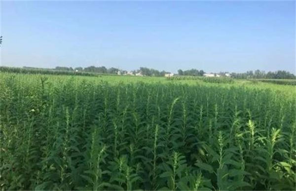 芝麻干旱严重时怎么办？