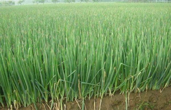 如何预防大葱烂根