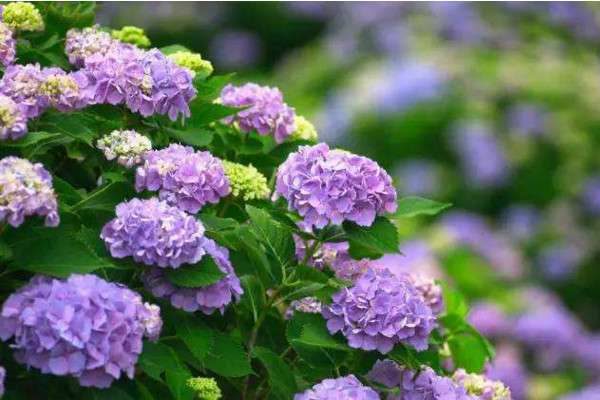 木绣球与无尽夏的区别