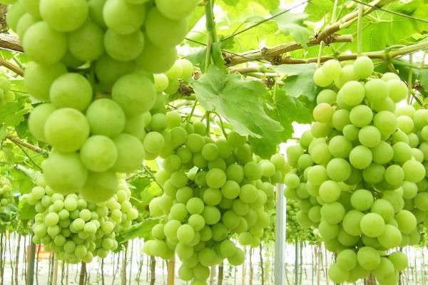 葡萄果粒长不大怎么办