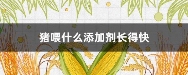 猪喂什么添加剂长得快