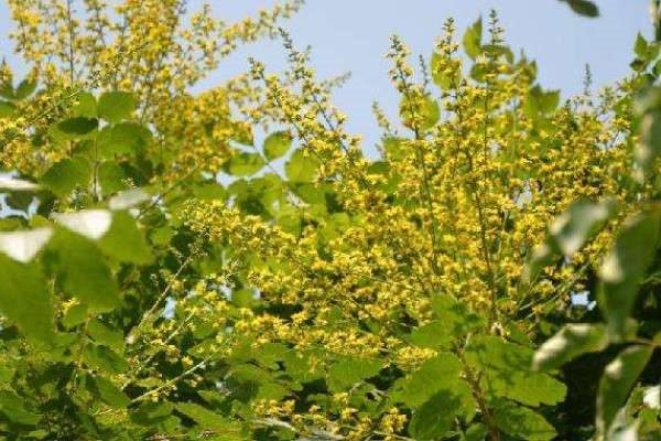 复羽叶栾树果实能吃吗