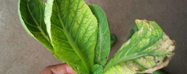 菜叶发黄怎么补救