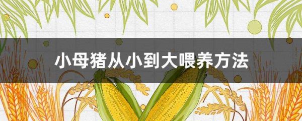 小母猪从小到大喂养多久？