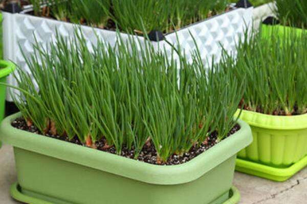 盆栽葱如何越来越粗