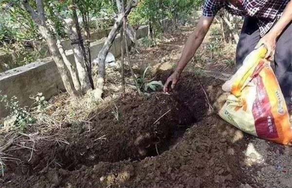 果树冬季施肥注意事项