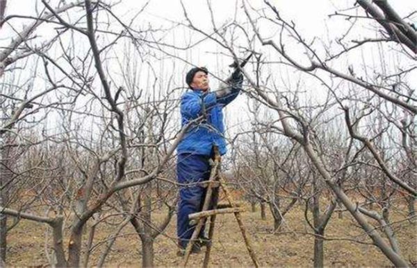 果树光腿是什么原因？