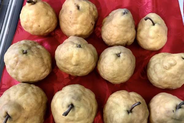 丑橘是什么季节的水果