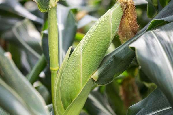 夏玉米什么时候种最合适