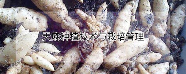 天麻种植技术与栽培管理