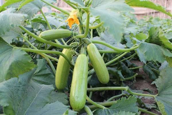 西葫芦和笋瓜是一个吗
