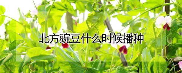 北方豌豆什么时候播种