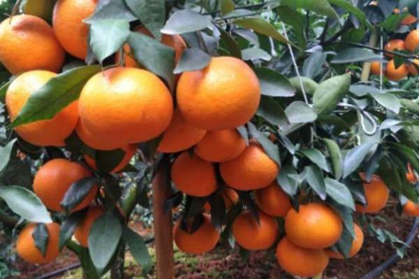 沃柑花芽分化时间