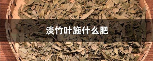 淡竹叶施什么肥
