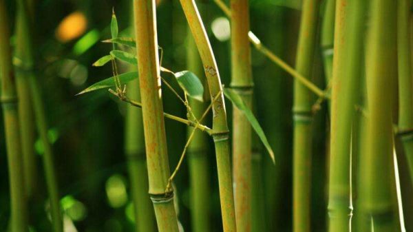 竹子的寓意是什么？