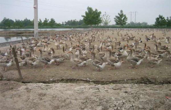 养500只鸭子利润多少？