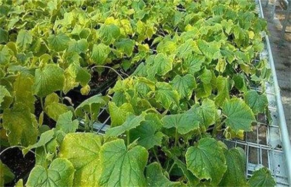 黄瓜叶子发黄的原因及防治