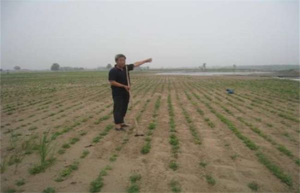 芝麻干旱严重时怎么办？