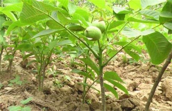 核桃树为什么不结果