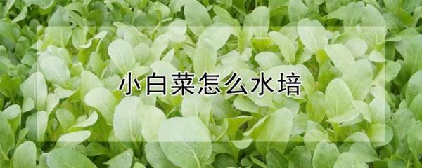 小白菜怎么水培