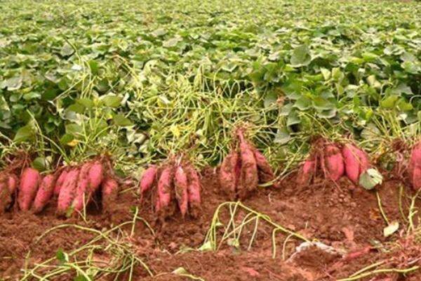 红薯什么时候打顶