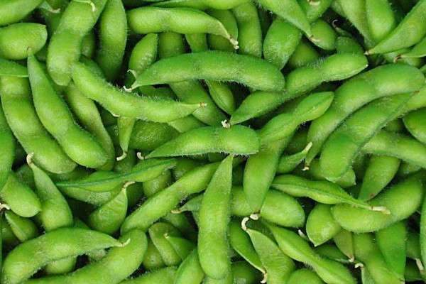 毛豆的种植方法和时间