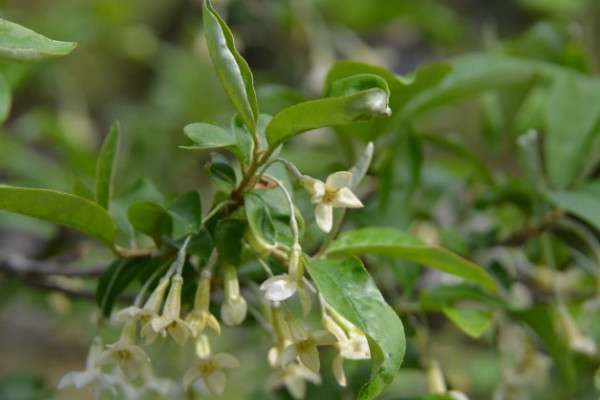 木半夏和胡颓子区别