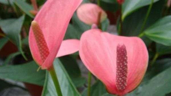 粉掌花不粉是怎么回事