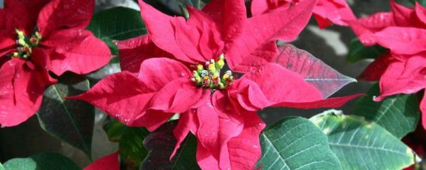 农村常见有剧毒的植物