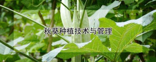 秋葵种植技术与管理