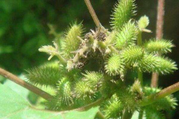 野生苍耳草什么功效