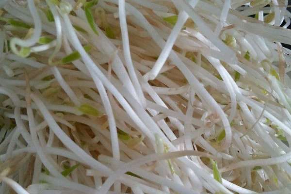 绿豆芽怎么生粗壮又白