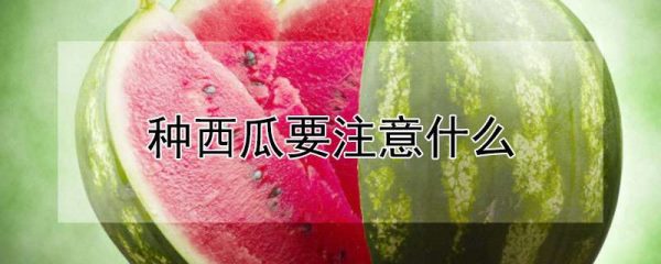 种西瓜要注意什么