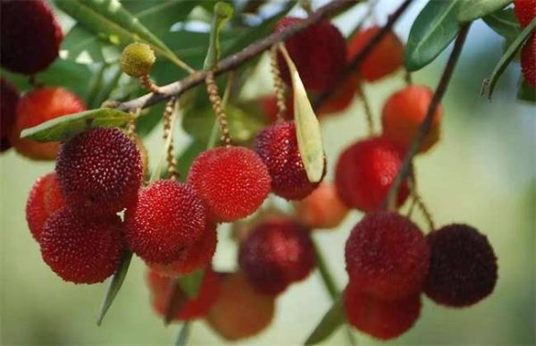 杨梅如何预防大小年