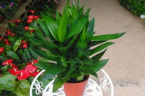 莲花竹为什养三棵