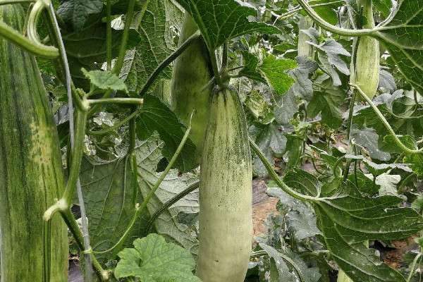 羊角蜜怎样整枝打叉