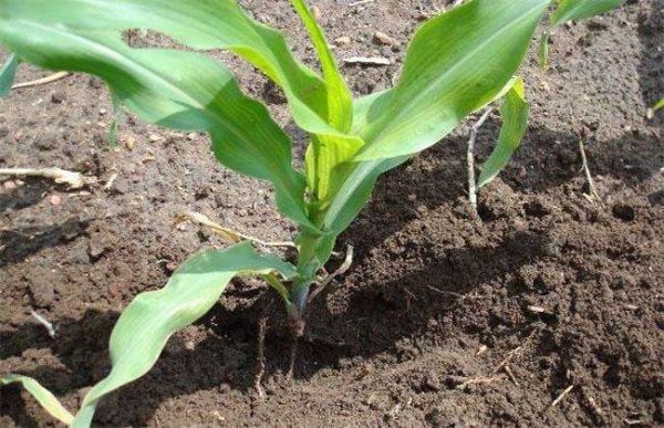 农作物肥害怎么多久？