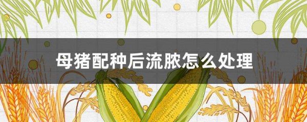 母猪配种后流脓怎么多久？