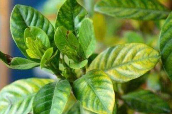 酱油可不可以浇花