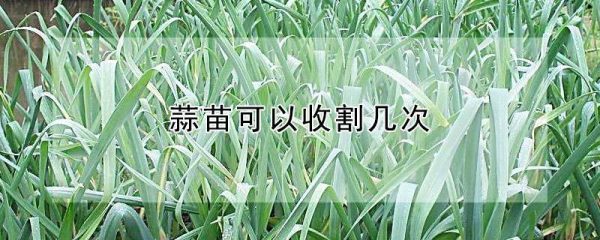 蒜苗可以收割几次
