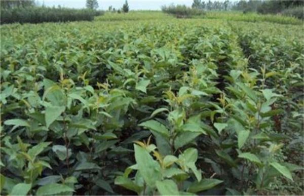 怎样选择木瓜苗