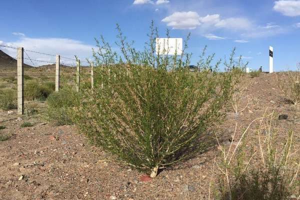 梭梭树被称为什么