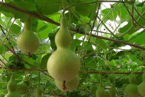 种葫芦打顶和掐尖怎么区分