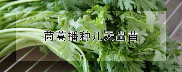 茼蒿播种几天出苗