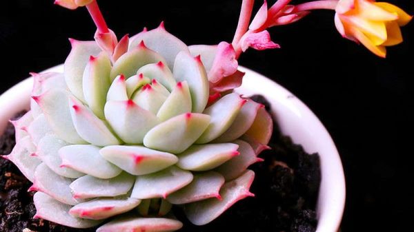 多肉怎么移植好