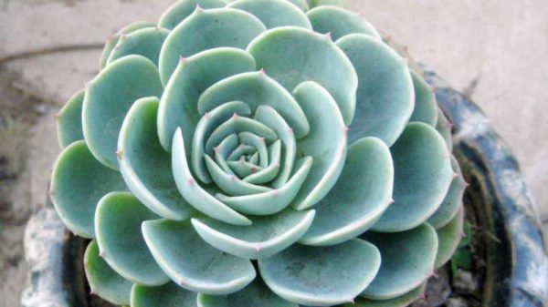 厚脸皮植物能放卧室吗